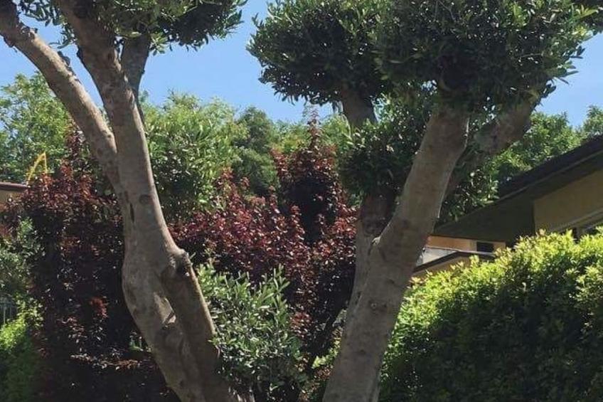 Ferienvilla 'Villa Panoramica - foto 26