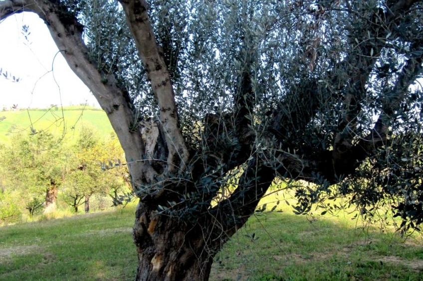 in Notaresco mit Grill und Garten - foto 21