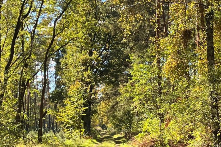 Spitzwegerich - foto 24