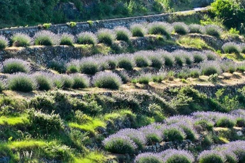 Haus Jakov direkt am Meer - Insel Hvar - foto 46