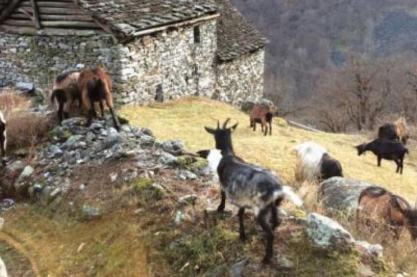 weg von der Zuvielisation - foto 23