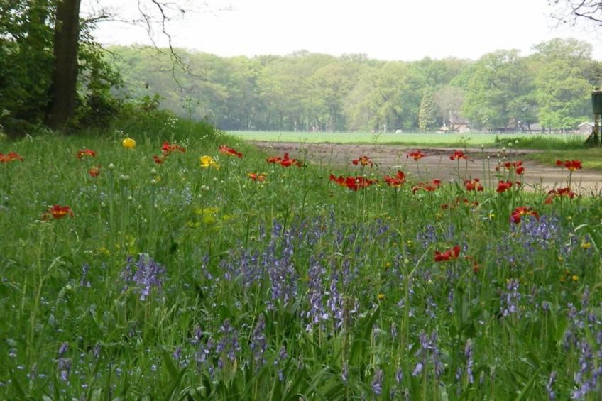 Vakantiecentrum 't Schuttenbelt 1 - foto 37