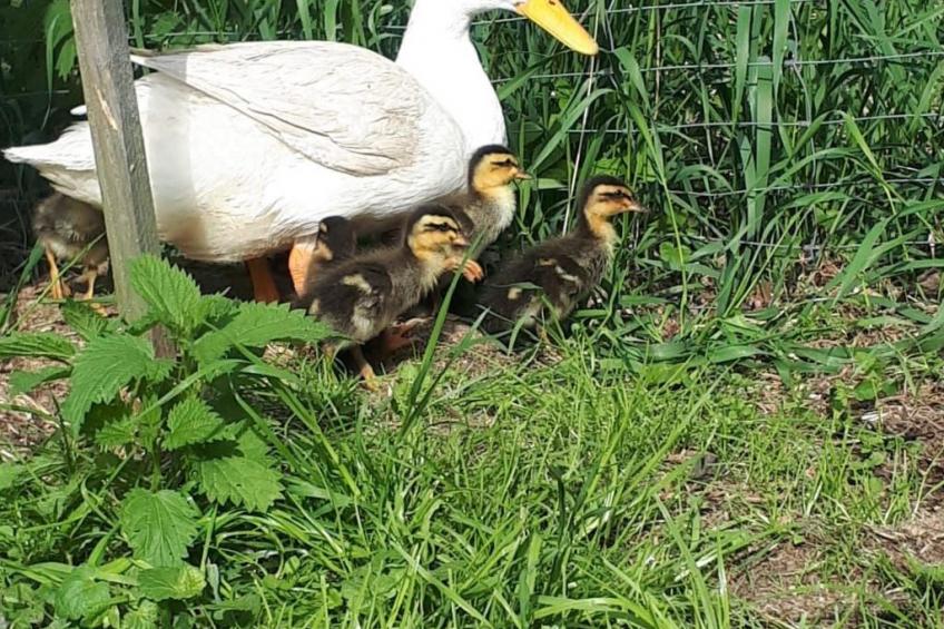 Familienfreundlich Wohnen im Miriquidi - foto 9
