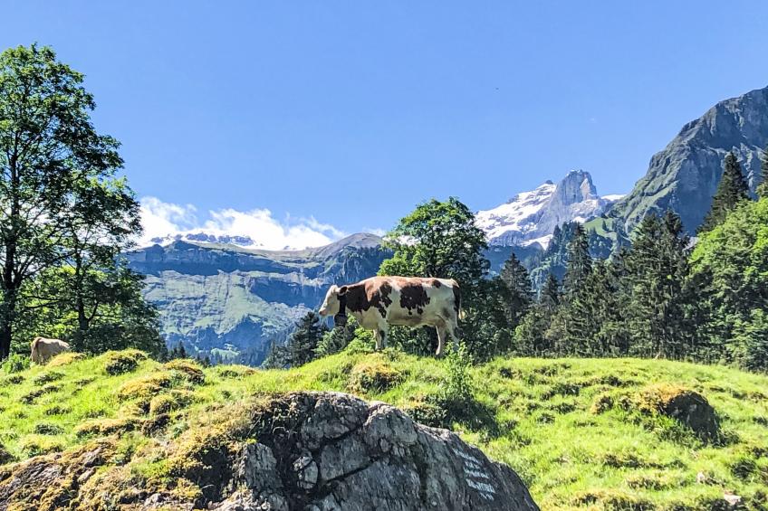 Sennhütte Kiental - foto 14