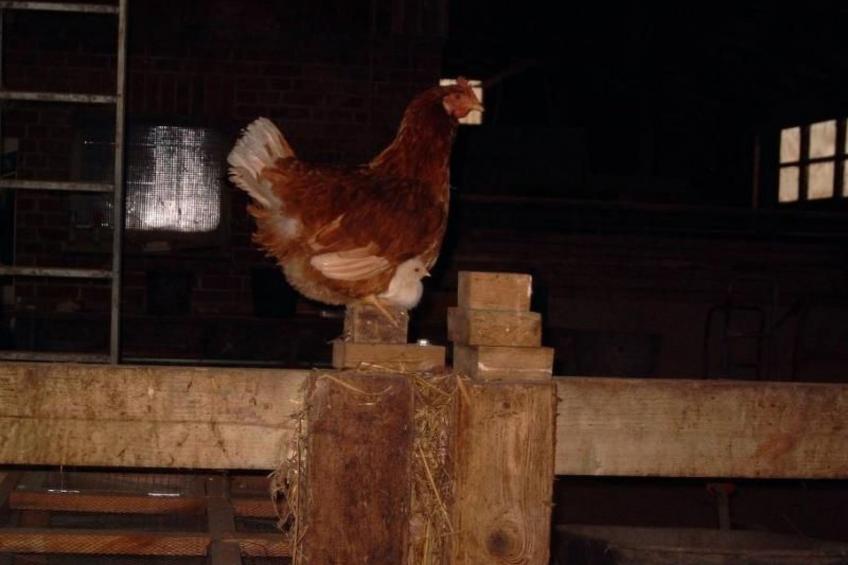 mit Meerblick - direkt an der Ostsee - foto 16