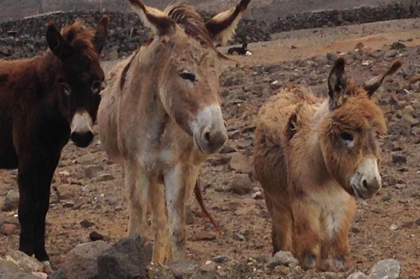 "Jandia" mit Wasserblick - foto 42