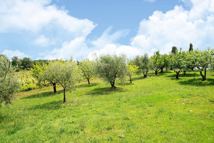 L'Oliveta - foto 39