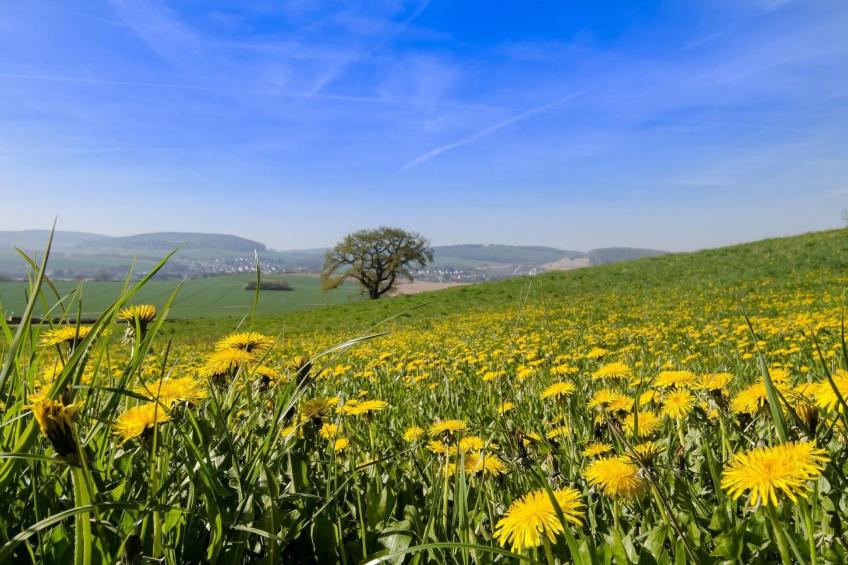 Große Wohnung in Bodenwerder mit Garten, Terrasse und gemeinsamem Pool - foto 5