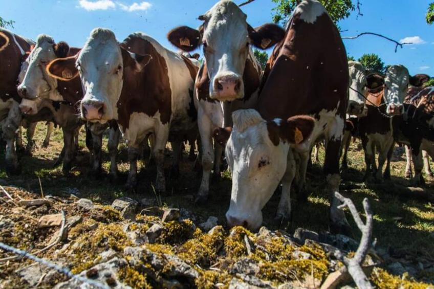 Gîte de France L'etable de pierre 4 épis - foto 30
