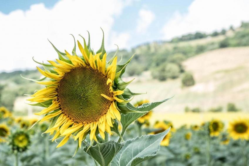 Villa Monte Acuto - foto 34