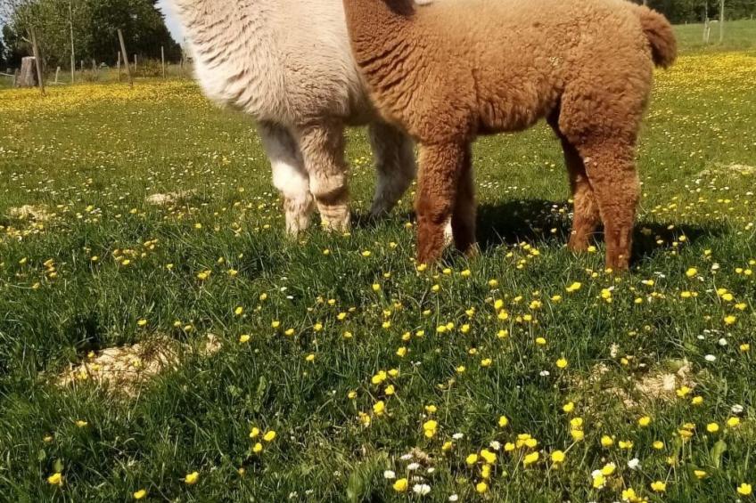 Eifel Domizil - foto 4