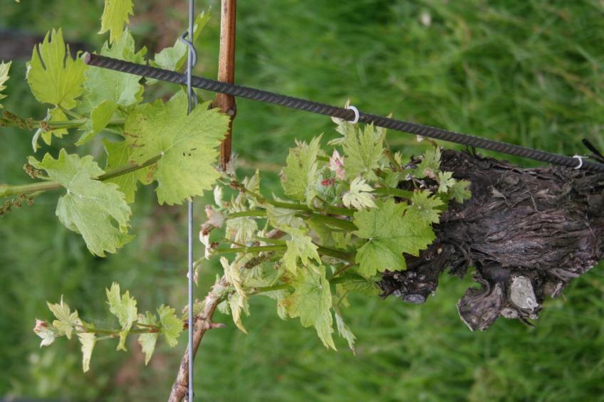 Rebenchalet - foto 36