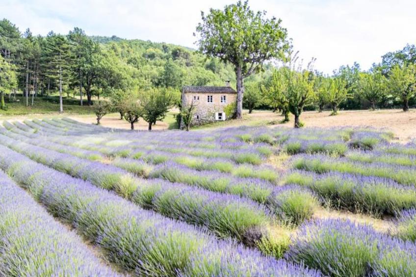 Bastide De L'esclat - Piscine - Champs De Lavandes - foto 30