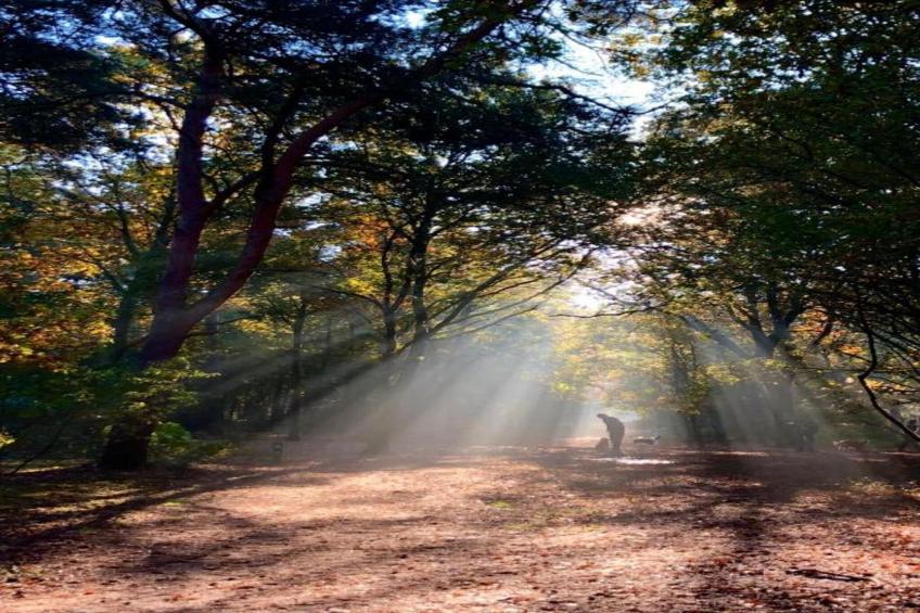 Bospark 't Wolfsven 13 - foto 26