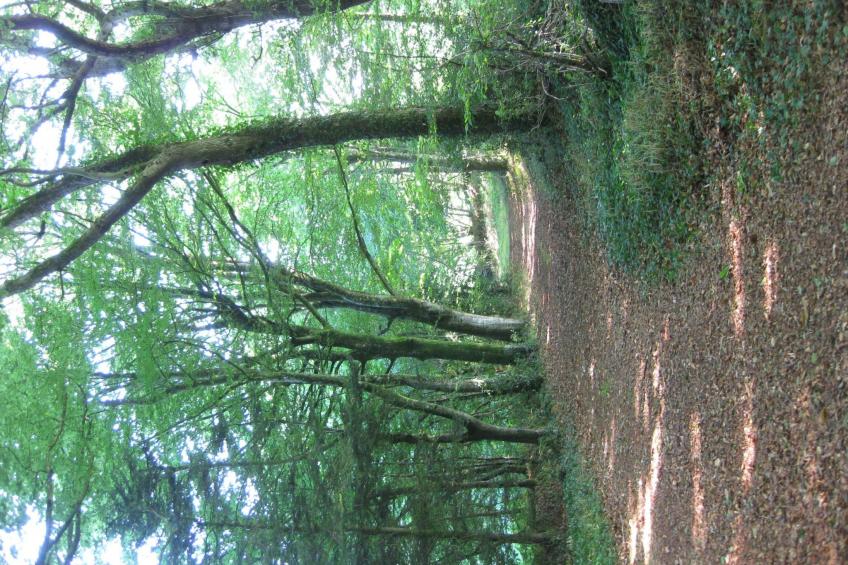 Hütte für vier Personen - foto 17