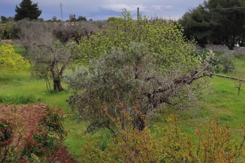 Villa Barone Landhaus mit Pool - foto 46