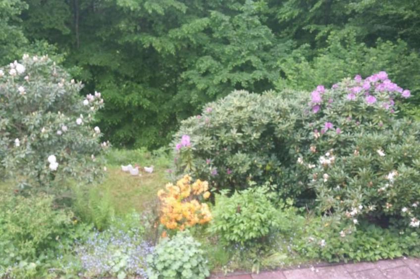 in Zendscheid mit Offenem Kamin - foto 19