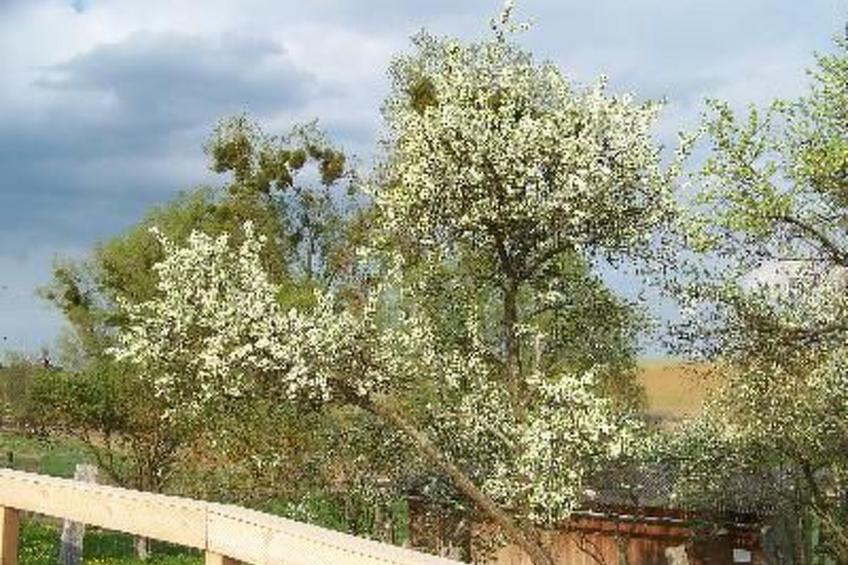 Zu den drei Schönen - foto 3