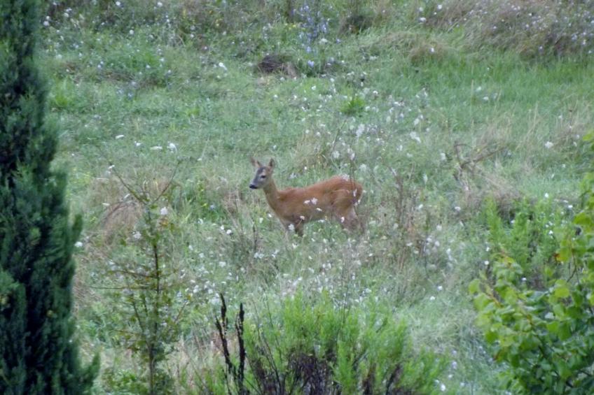 Flache Kornblume - foto 43