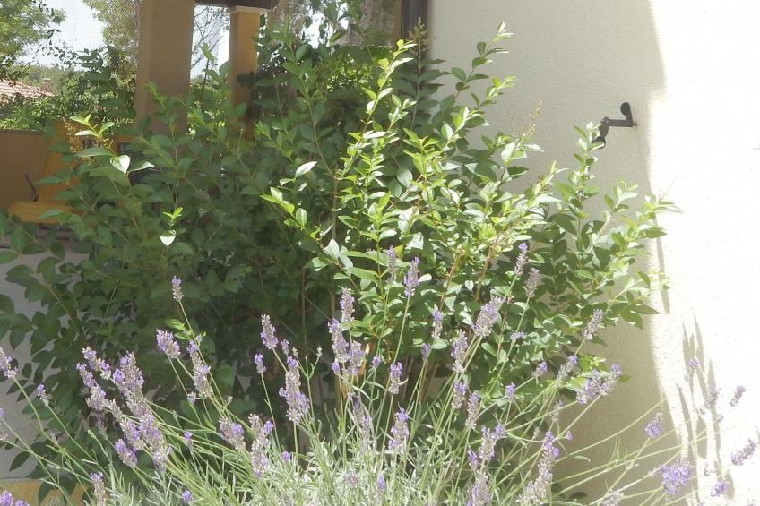 für 4 Personen ca. 60 m² in Milna auf Brac, Adriaküste Kroatien (Kroatisch - foto 43