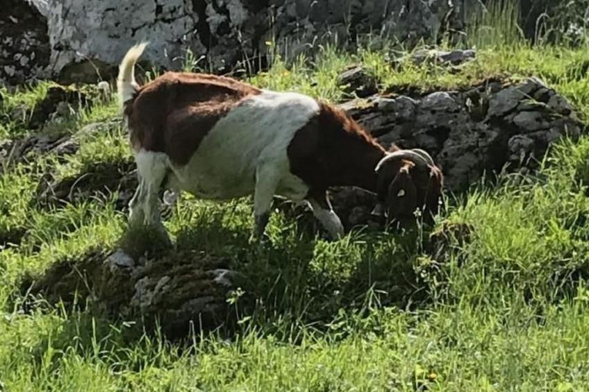 Villa Seelisberg mit Jacuzzi und Panoramablick - foto 46