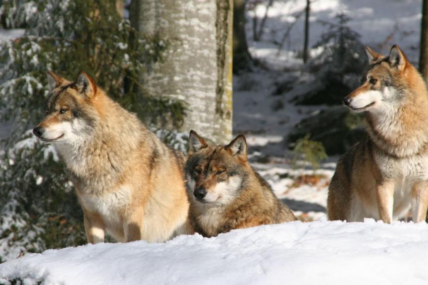 Exklusive Ferienwohnung mit eigener Sauna - foto 8