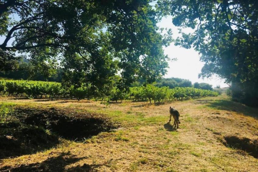 La Palmeraie - foto 21