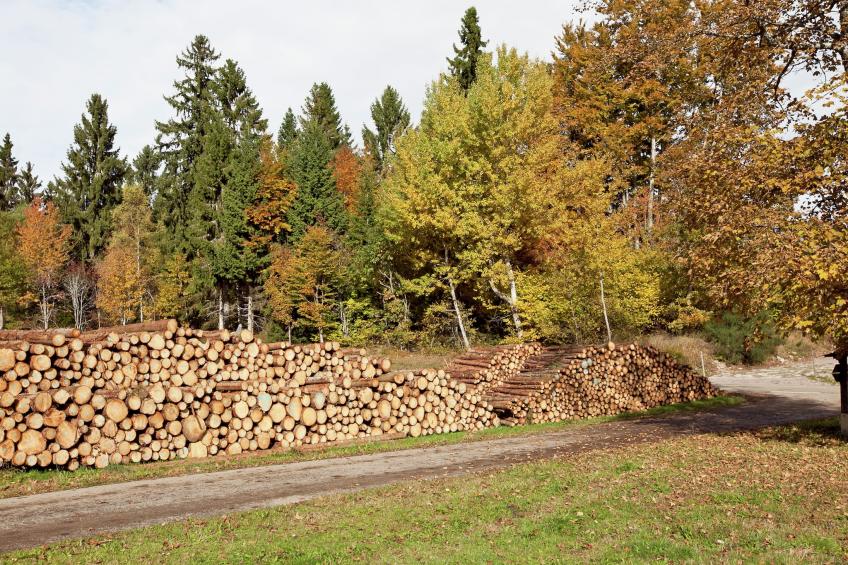Schwarzwaldhaus Pferdeklause - foto 40