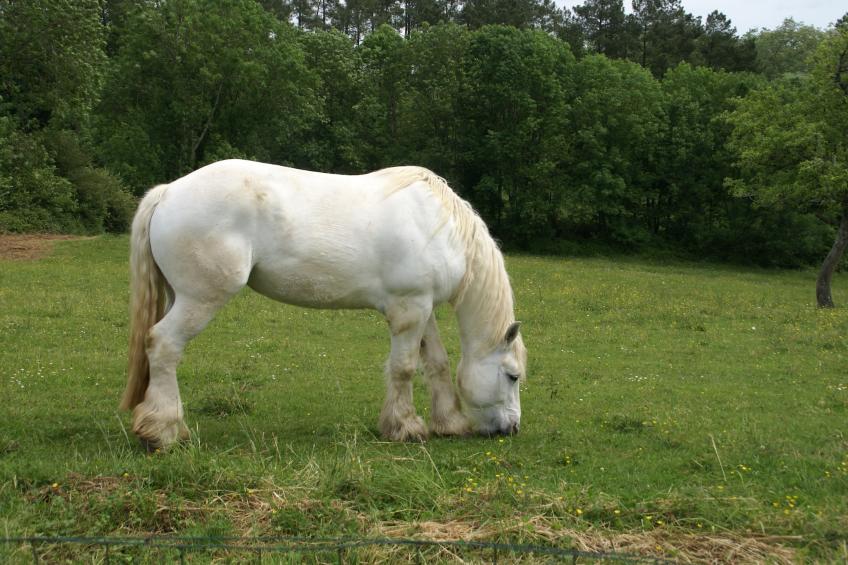 Maison de vacances - BESSE - foto 28