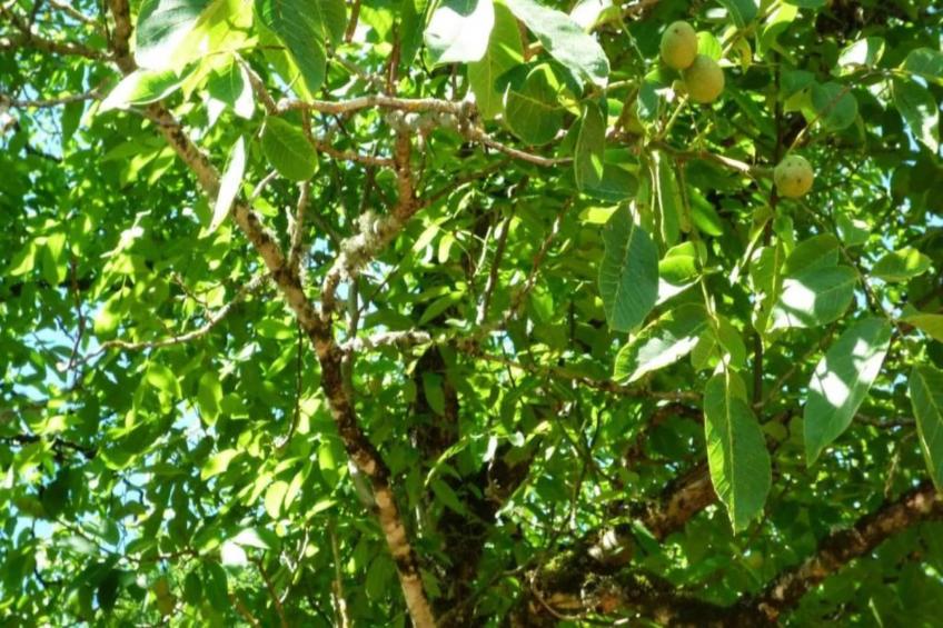 Maison de vacances - BESSE - foto 33