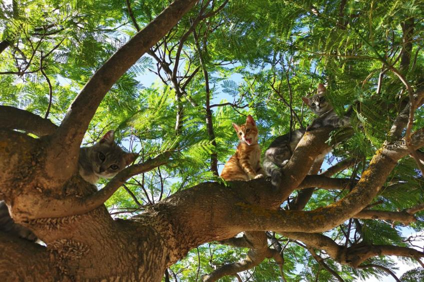 Wohnung 4 - Studio - foto 17