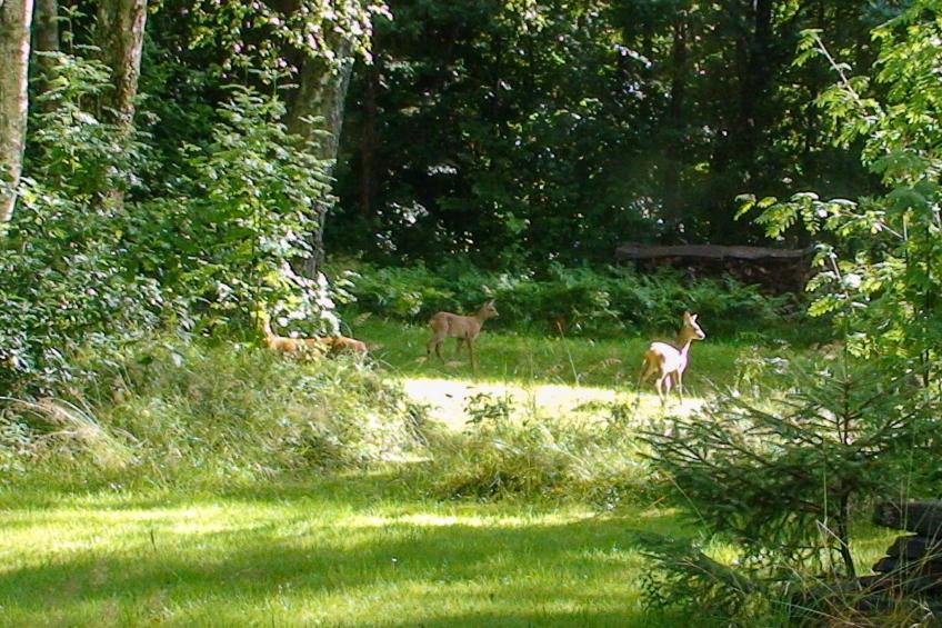 Schwedisches Glück, zwischen Wäldern und einem See - foto 36