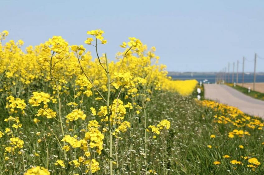 im Grünen 2 - foto 8