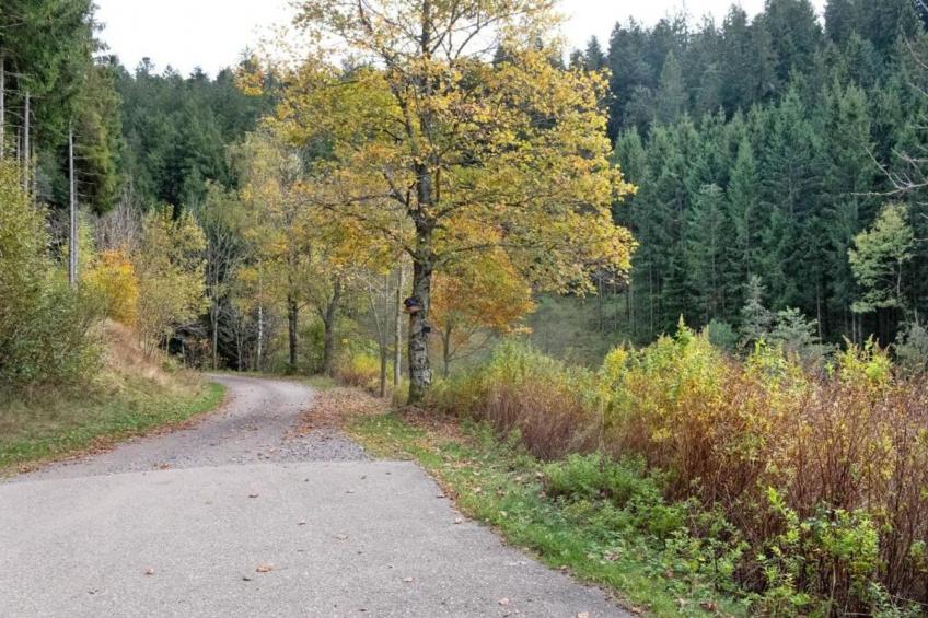 Schwarzwald - foto 28