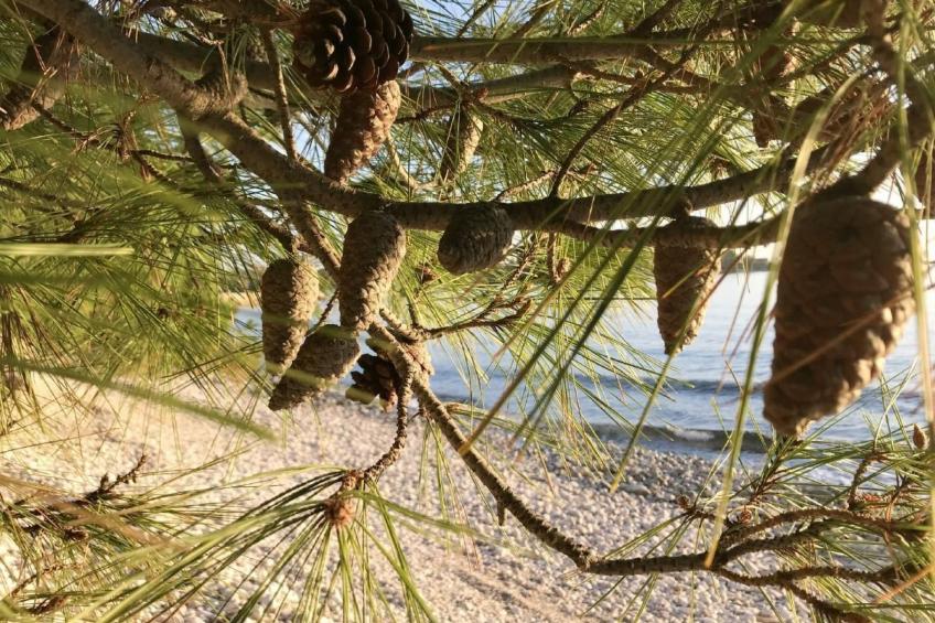 Große Wohnung in Babići mit Garten und Terrasse - foto 38
