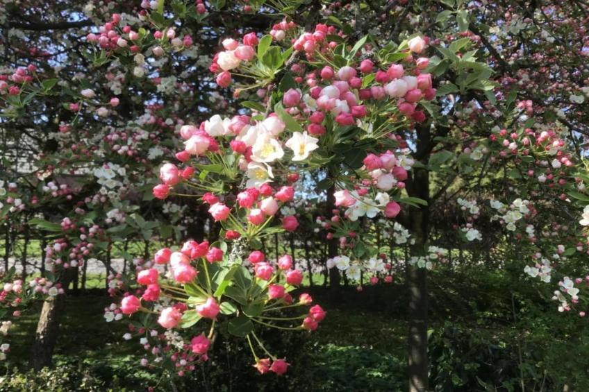 Vakantiepark Molenvelden 9 - foto 24