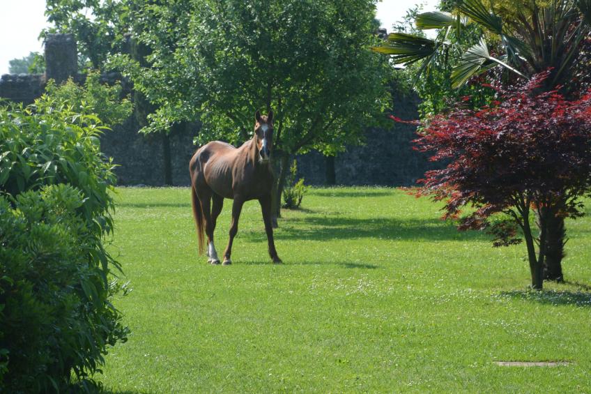 Apartment "Monika" - foto 14