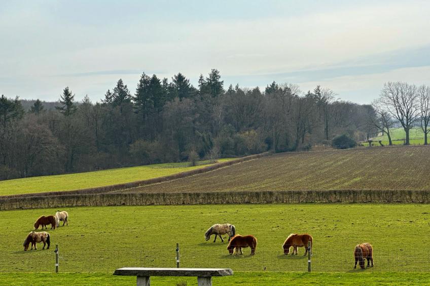 Bungalowpark Landsrade - foto 16