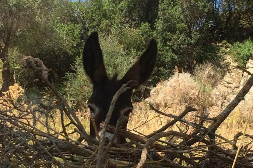 Gemütliches Ferienhaus mit Kamin in Porto Tramatzu - foto 49