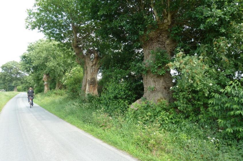 43445 - foto 12