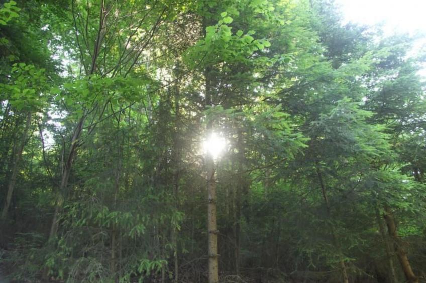 Quellenhof Kollnburg - foto 7