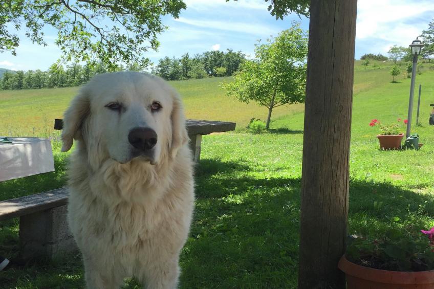 Scalocchio - foto 27