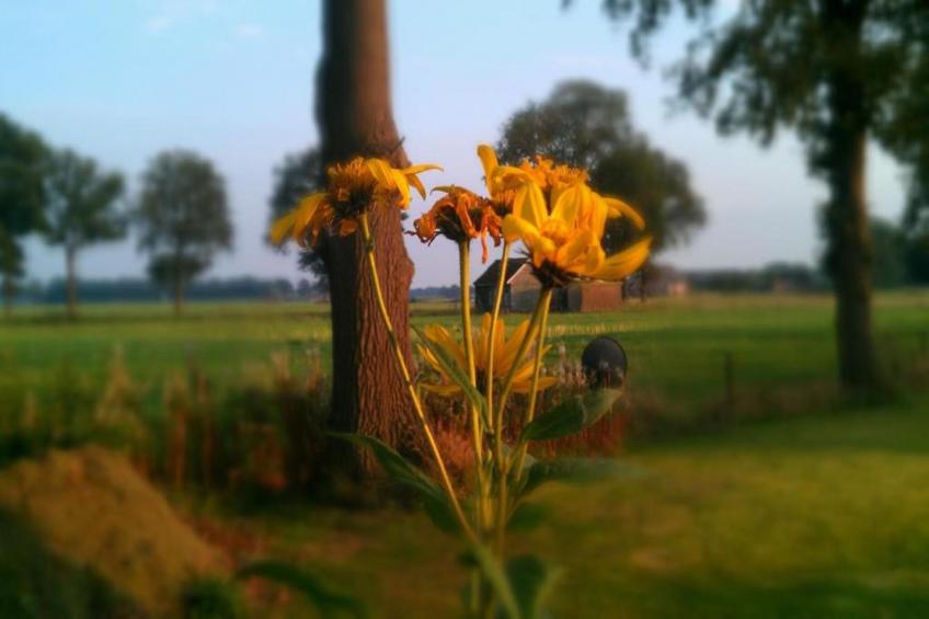 Vakantiepark Hessenheem 7 - foto 27