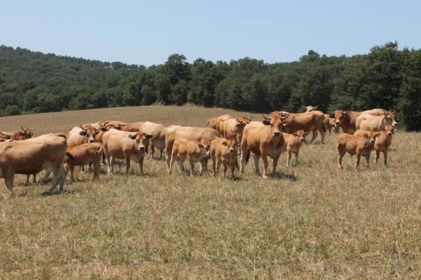 Das Landgut "Casina della Sughera". - foto 12