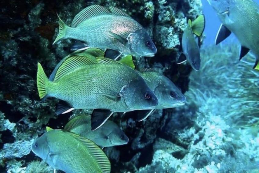 Résidence La Salamandre - foto 24