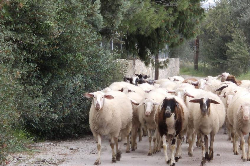 "Villa Newlands" - Pool, Meer und Inseln - foto 39