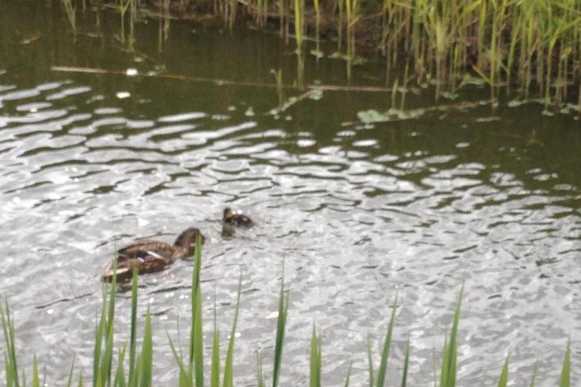 Polderwind mit Blick auf die Felder - foto 36