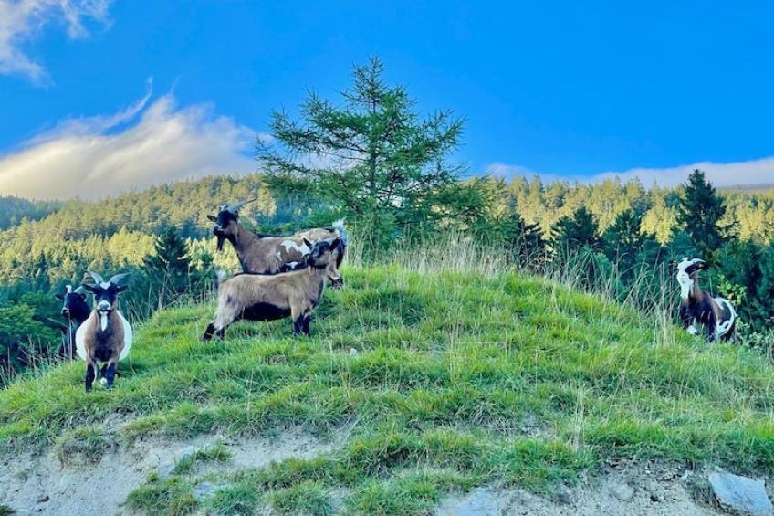 Roßweid Hütte - foto 3