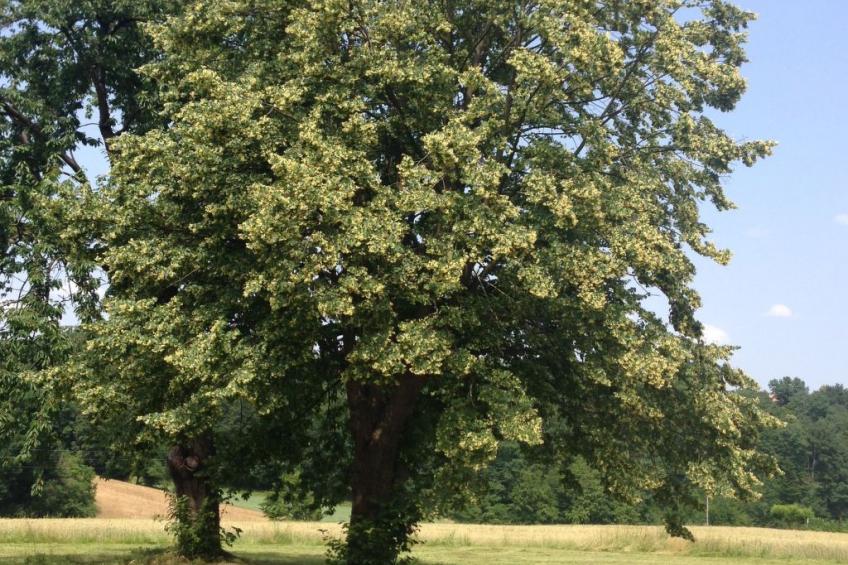 in der Nähe von Thermalbad - foto 5