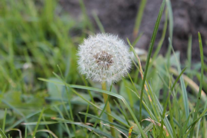 Bungalow Waldidyll - foto 23